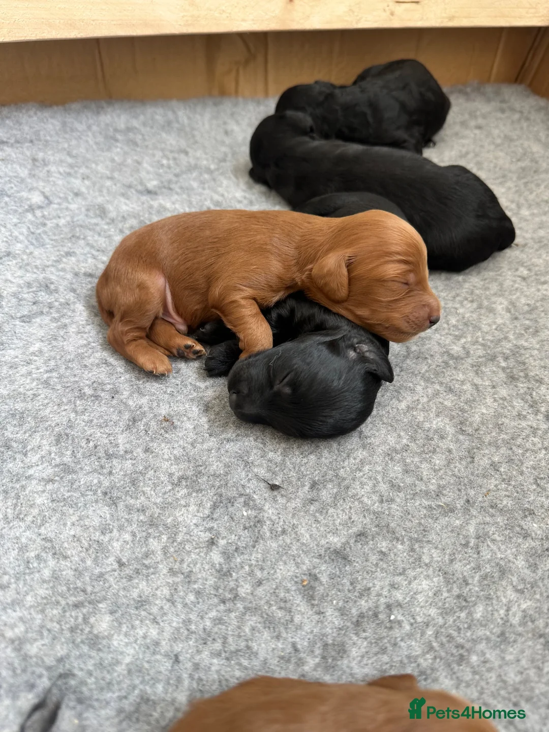 Cockapoo dogs for sale: Cockapoo  - Advert 11