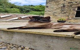 Ragdoll cats for sale: Male Ragdoll Cat 3 years old - Image 1