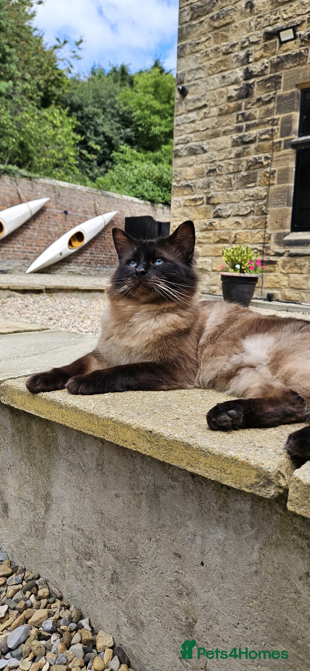 Ragdoll cats for sale: Male Ragdoll Cat 3 years old - Image 1