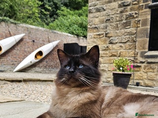 Ragdoll cats - Advert 5