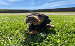 Dachshund dogs for sale: Working Wirehaired dachshund teckels puppies - Image 1
