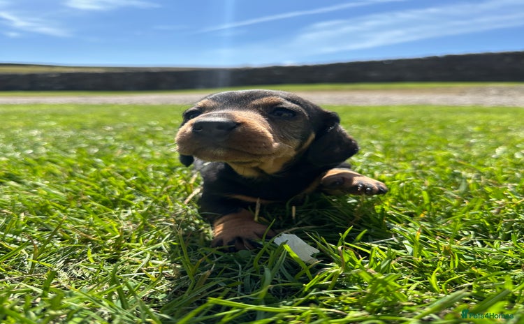 Dachshund dogs - Advert 2