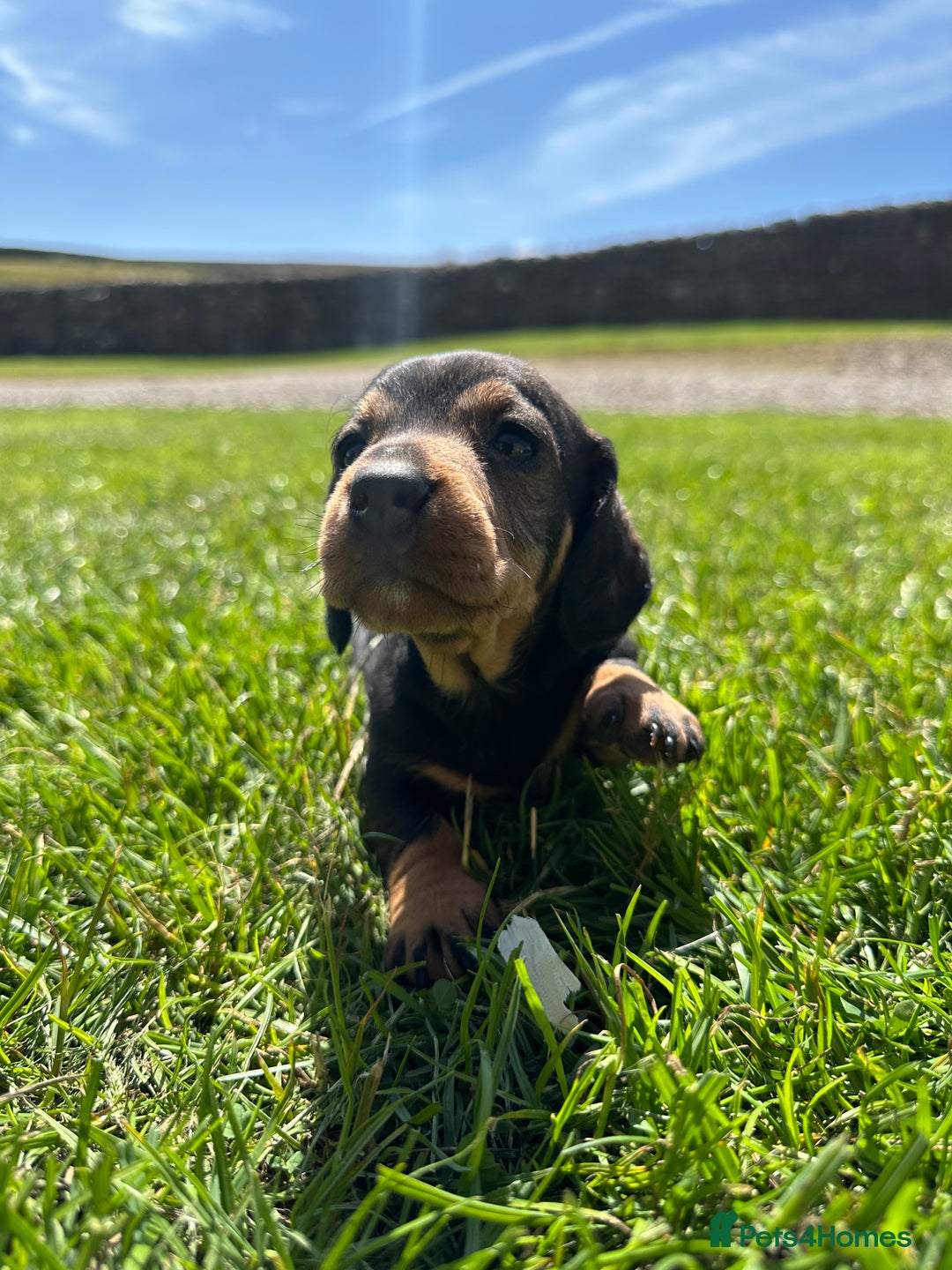 Dachshund dogs for sale: Working Wirehaired dachshund teckels puppies - Image 1