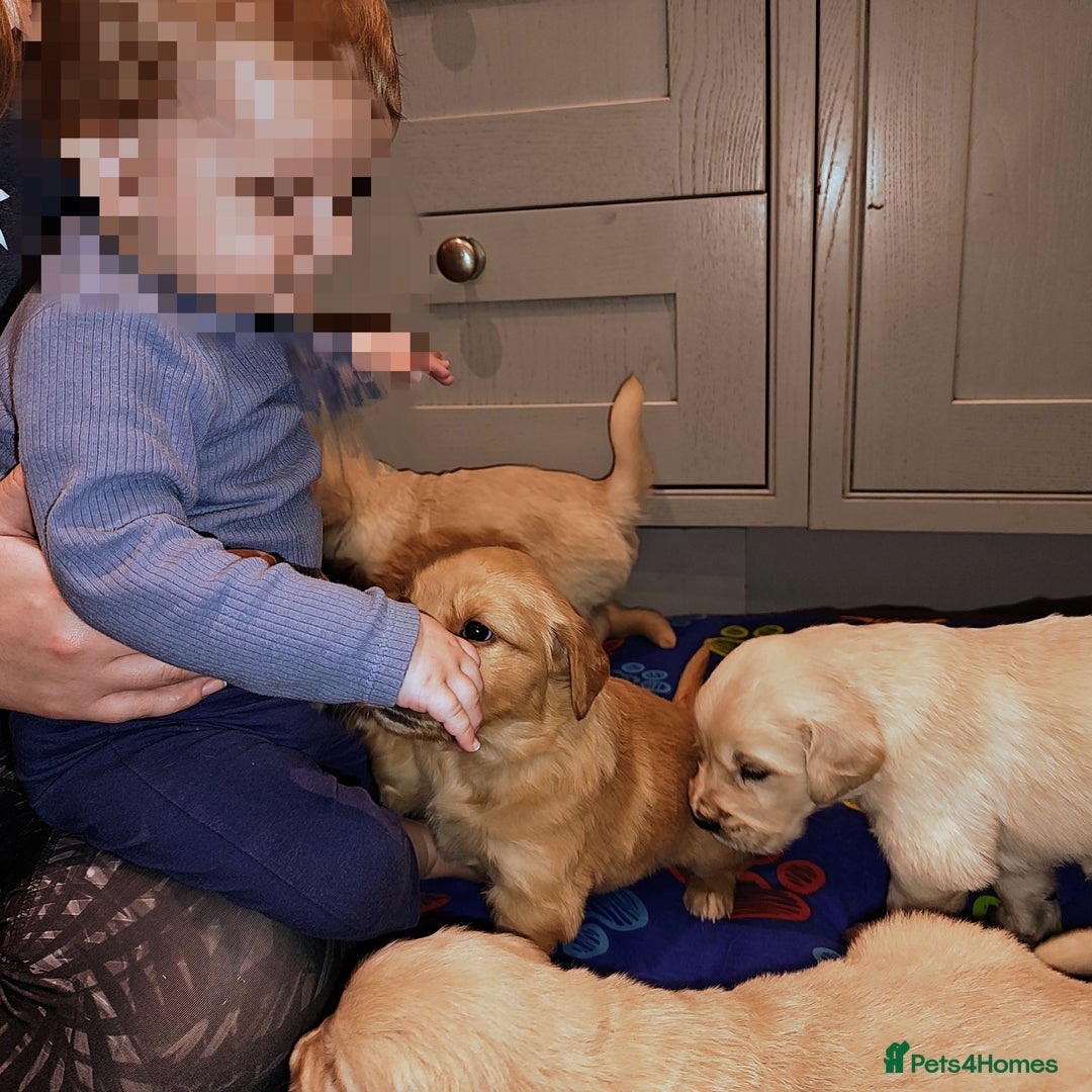 Golden Retriever dogs for sale: Amazing puppies  - Advert 4