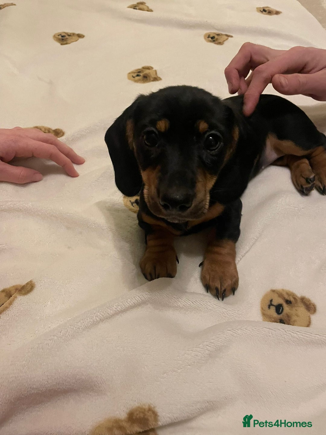 Dachshund dogs for sale: 3 adorable dachshunds puppies 2 boy 1 girls - Advert 7