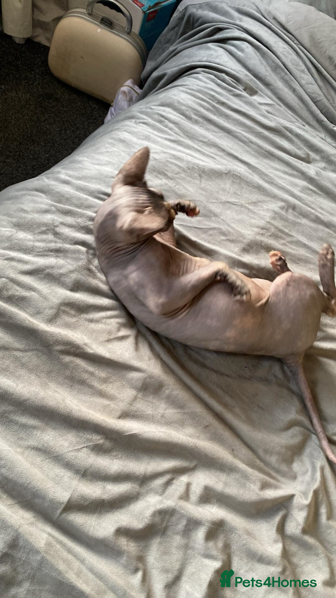 Sphynx cats for sale: Beautiful sphynx👑 - Image 4