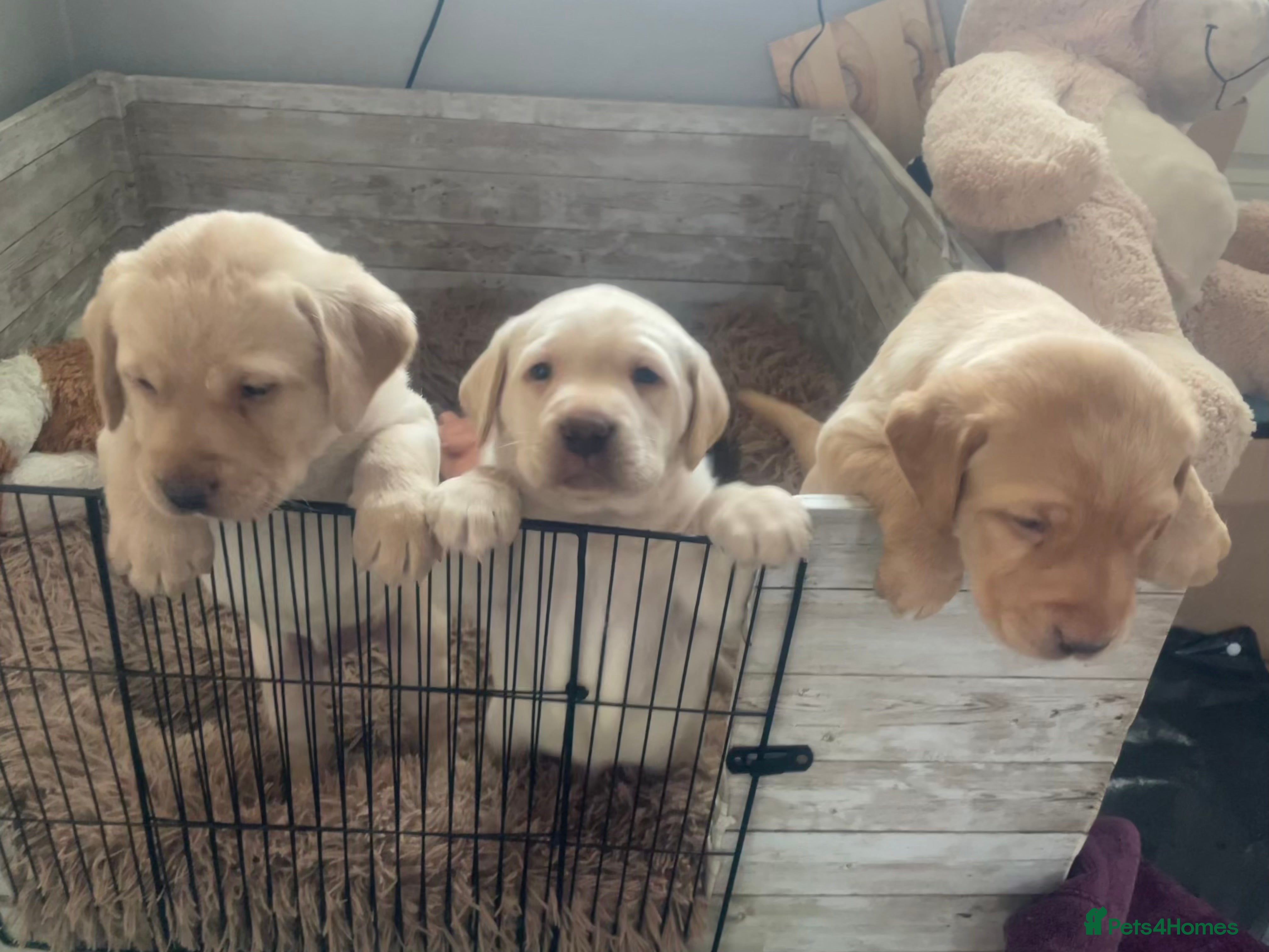 Labrador Retriever dogs 3 Labrador Puppies for sale - Advert 7