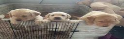 Labrador Retriever dogs for sale: Ready 3 chunky Labrador Puppies for sale KC reg - Advert 4
