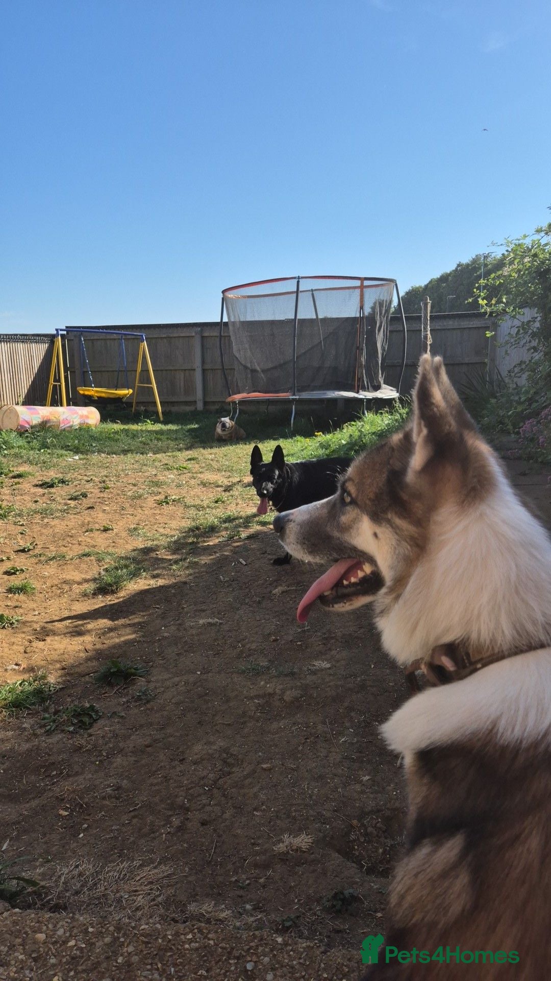 Mixed Breed dogs Beautiful Bear - please read xx - Advert 1