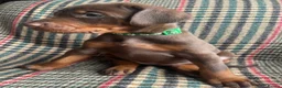 Dobermann dogs for sale: dobermann pinscher - Advert 32