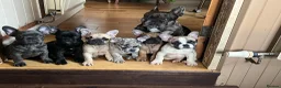 French Bulldog dogs for sale: French bulldog puppies looking for good new home  in Lancaster - Advert 39
