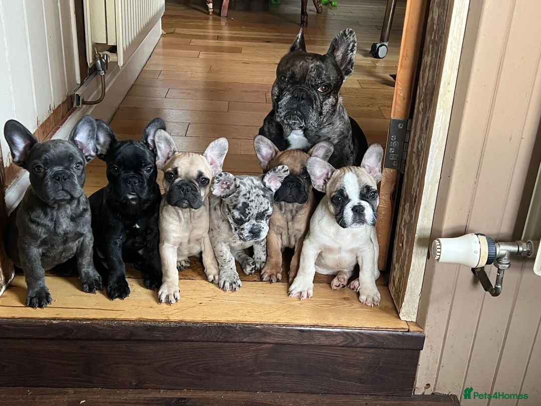 French Bulldog dogs for sale: French bulldog puppies looking for good new home  in Lancaster - Advert 39