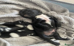 Sprocker dogs for sale: Sprocker Spaniels  - Image 1