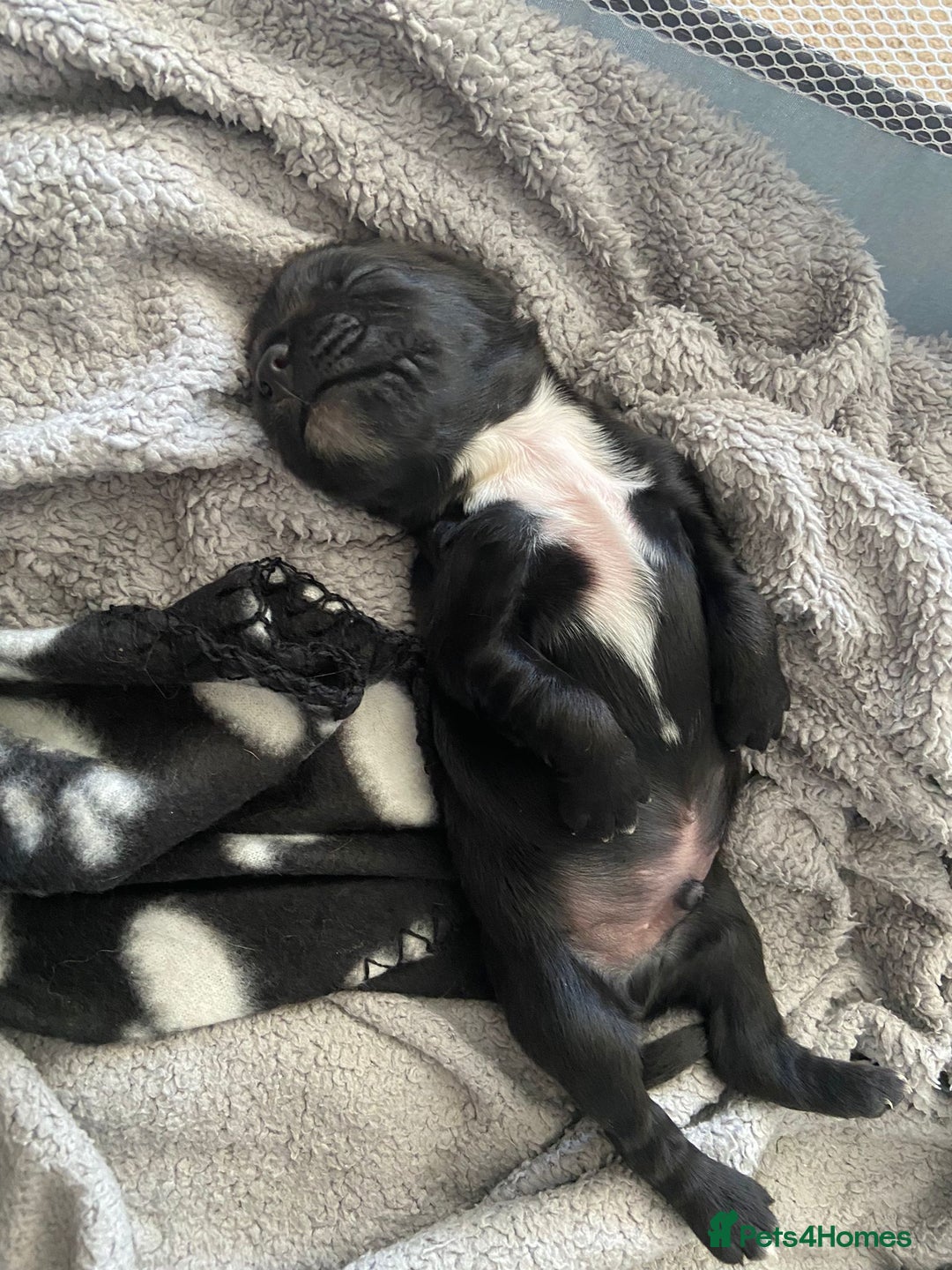 Sprocker dogs for sale: Sprocker Spaniels  - Image 1