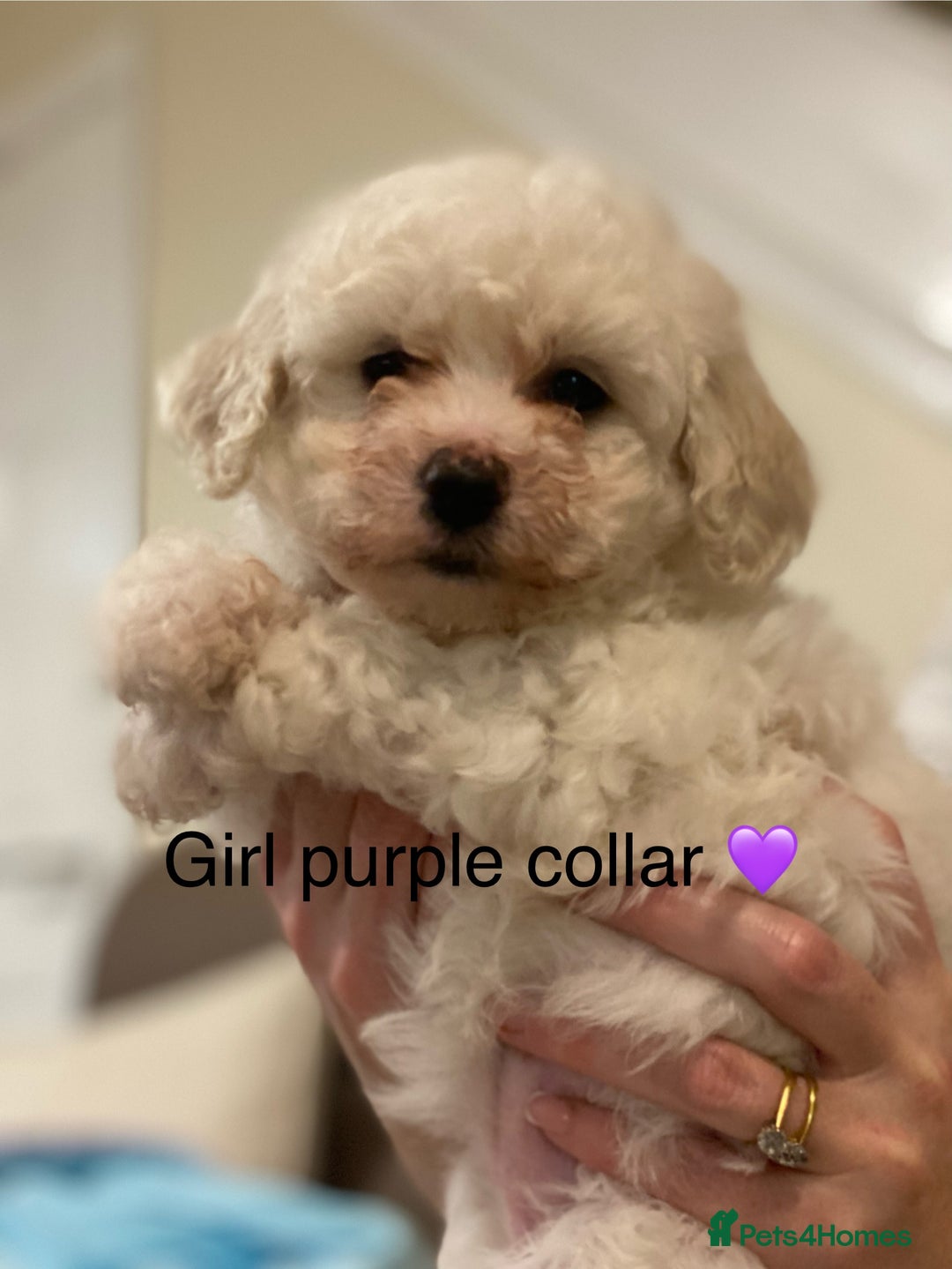 Bichon Frise dogs for sale: Beautiful Bichon frise puppies - Advert 4