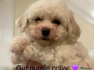 Bichon Frise dogs Beautiful Bichon frise puppies - Advert 7