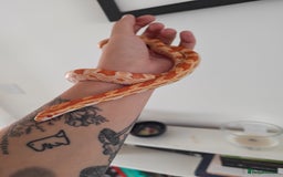 Corn Snake reptiles for sale: Amel corn snake - Image 2
