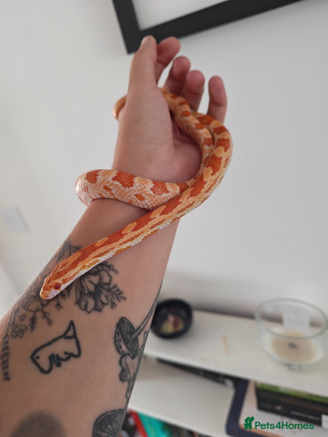 Corn Snake reptiles for sale: Amel corn snake - Image 2