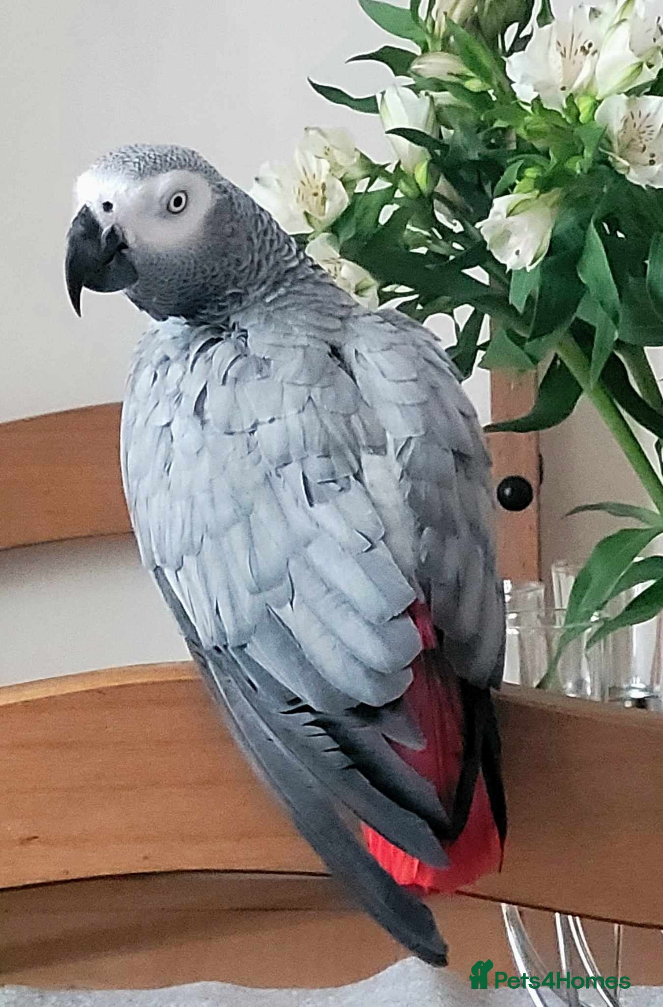 Parrots birds Beautiful African grey  - Advert 1