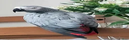 Parrots birds for sale: Beautiful African grey  in Pontefract - Advert 1