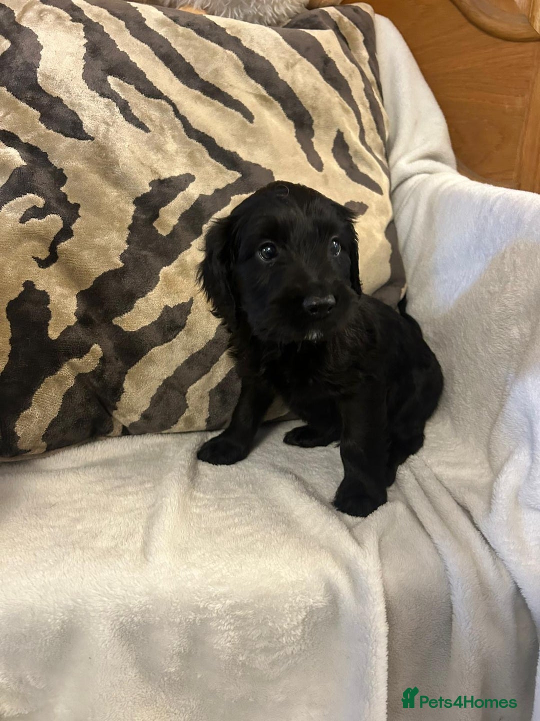 Cockapoo dogs for sale: F1 Cockapoos ready🩷 - Image 6