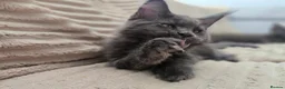 Maine Coon cats for sale: Blue Maine Coon tica registered  - Advert 7