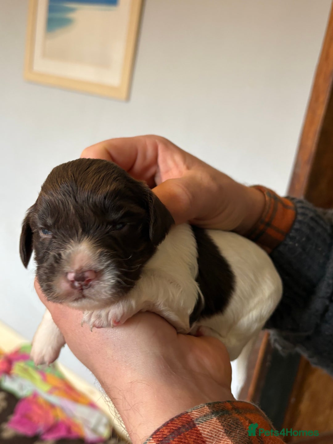 English Springer Spaniel dogs for sale: Beautiful litter of KC REG Puppies - Advert 27