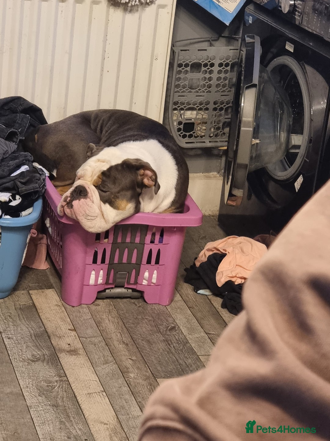 Olde English Bulldogge dogs for sale: olde English Bulldog - Image 3