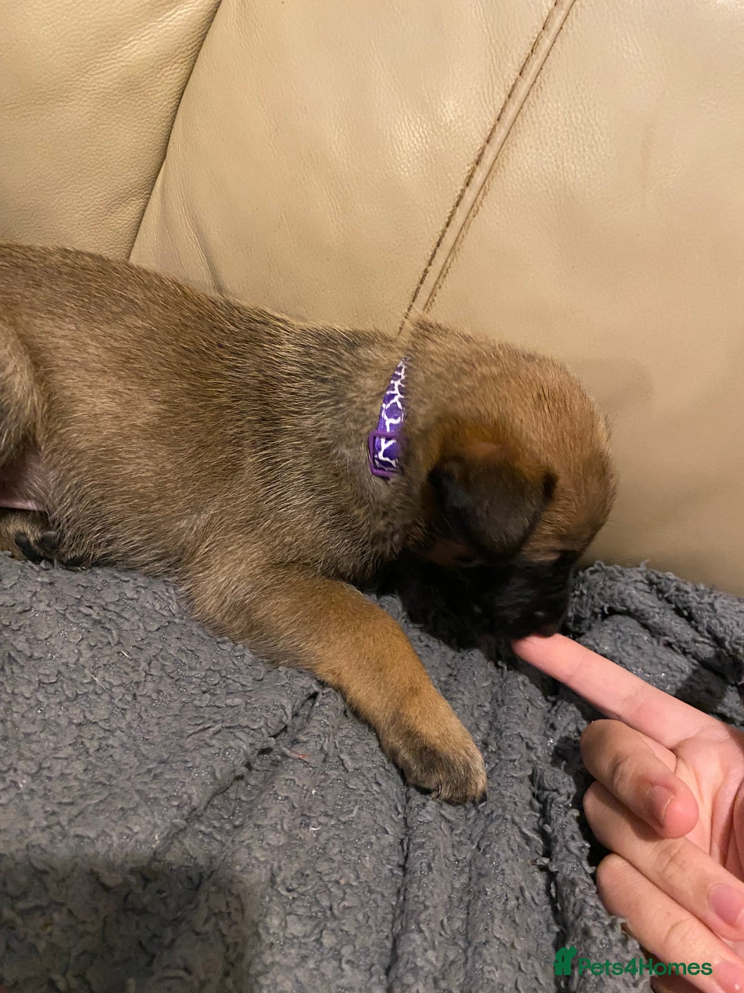 Belgian Shepherd Dog dogs for sale: Belgian Malinois puppies - Advert 10