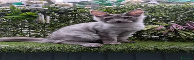 Maine Coon 4