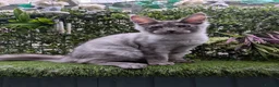 Maine Coon cats for sale: READY NOW Tica registered Male Maine coon kittens  - Advert 2