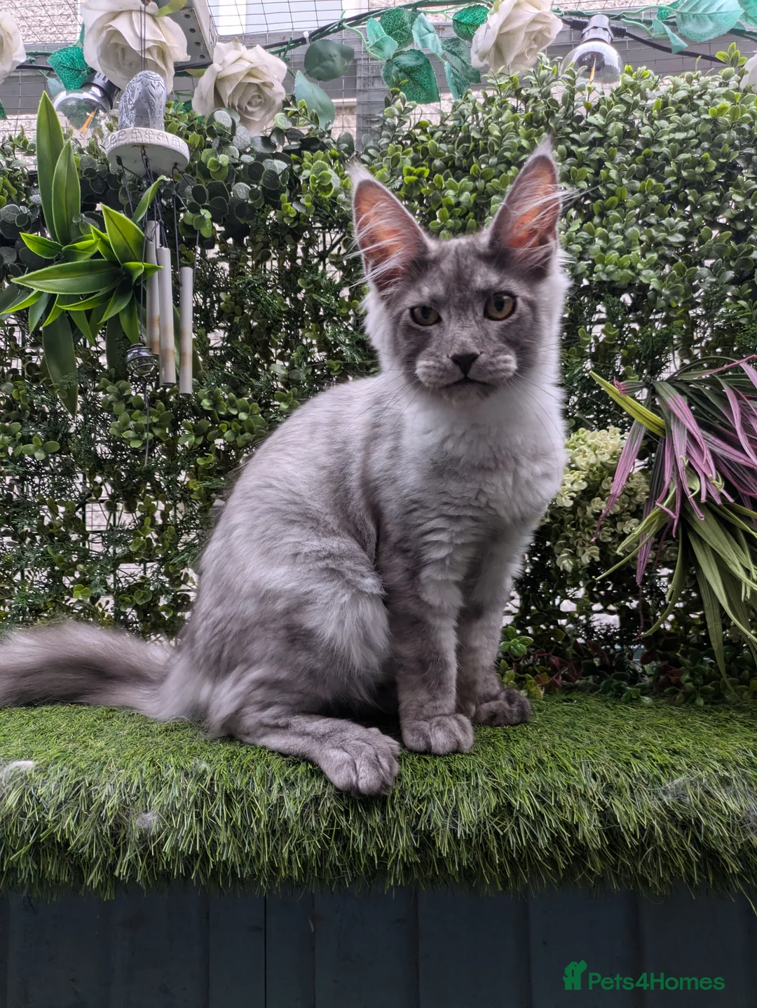 Maine Coon cats for sale: READY NOW Tica registered Male Maine coon kittens  - Advert 2