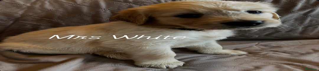 Golden Retriever Puppy 7