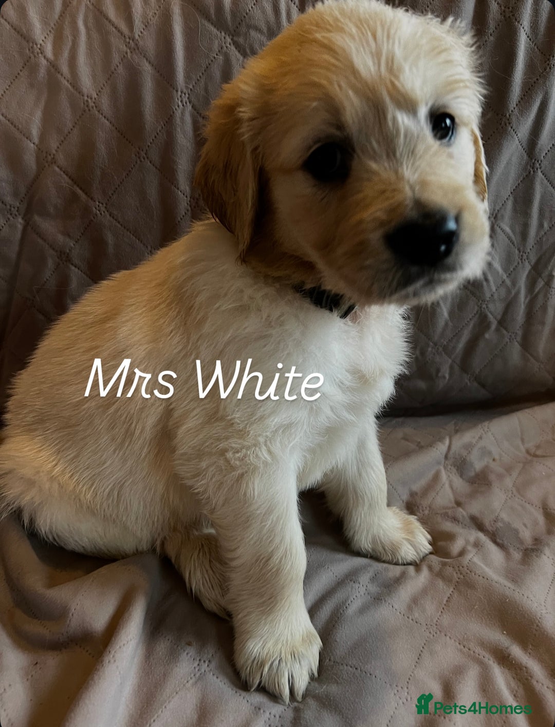 Golden Retriever dogs for sale: Adorable pedigree Golden Retriever puppies  - Image 15