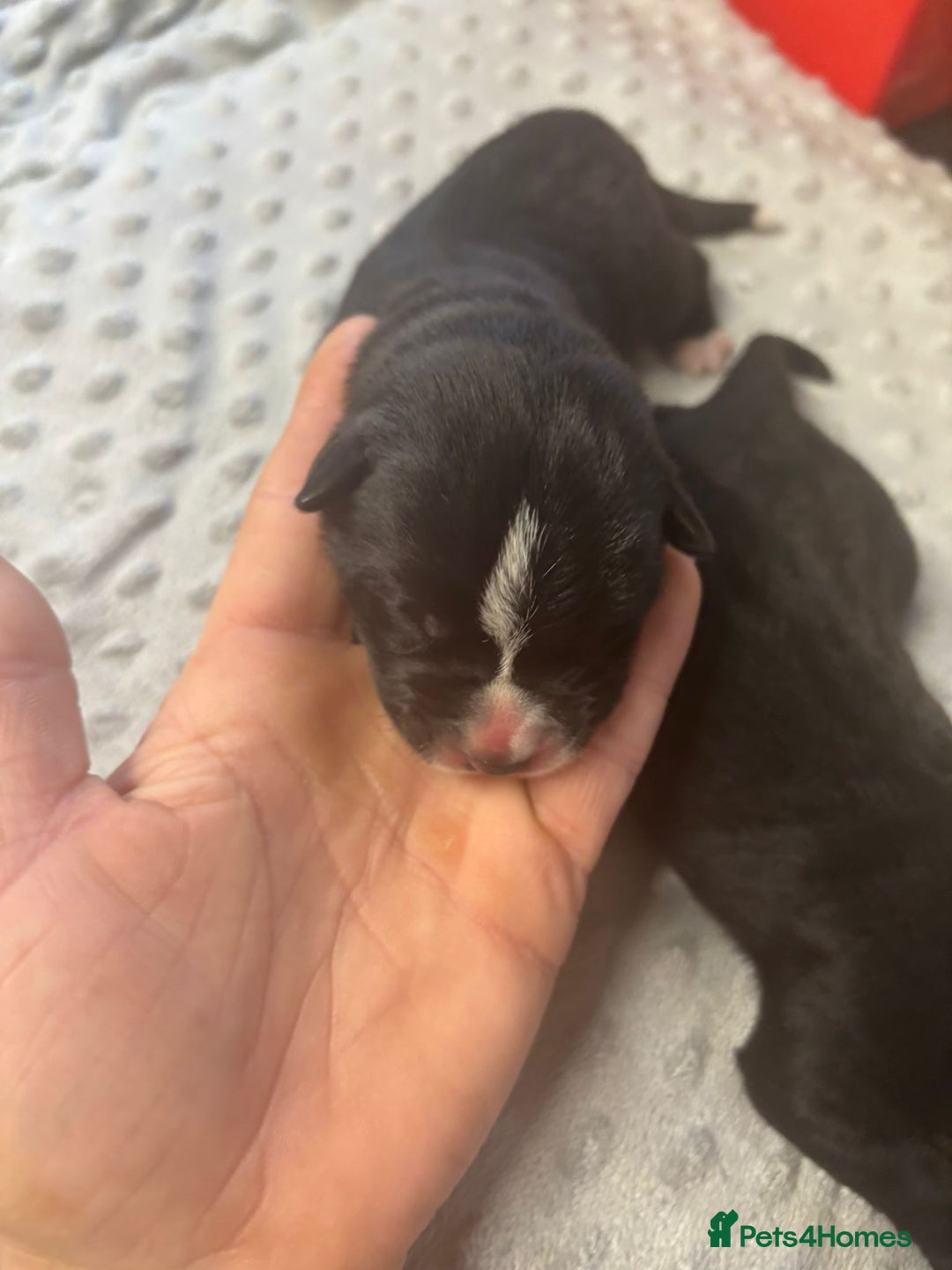 Mixed Breed dogs for sale: Huge American akita x cane corso pups - Image 12
