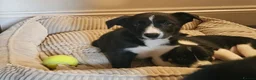 Border Collie dogs for sale: Beautiful Border Collie Pups for sale - Advert 14