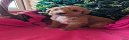 Australian Labradoodle dogs for sale: Stunning Red Australian Labradoodle puppies  - Advert 11