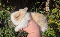 Angora rabbits for sale: Teddydwerg babies 💓💙 - Image 4
