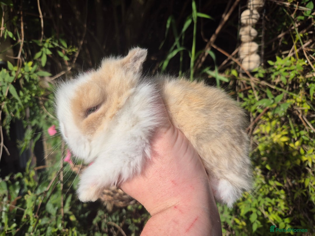 Angora rabbits for sale: Teddydwerg babies 💓💙 - Image 4
