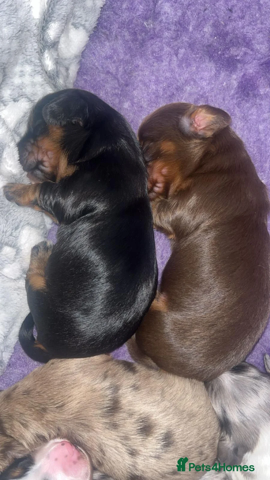 Miniature Dachshund dogs for sale: KC Reg Long-Haired Miniature Dachshund Puppies  - Advert 4
