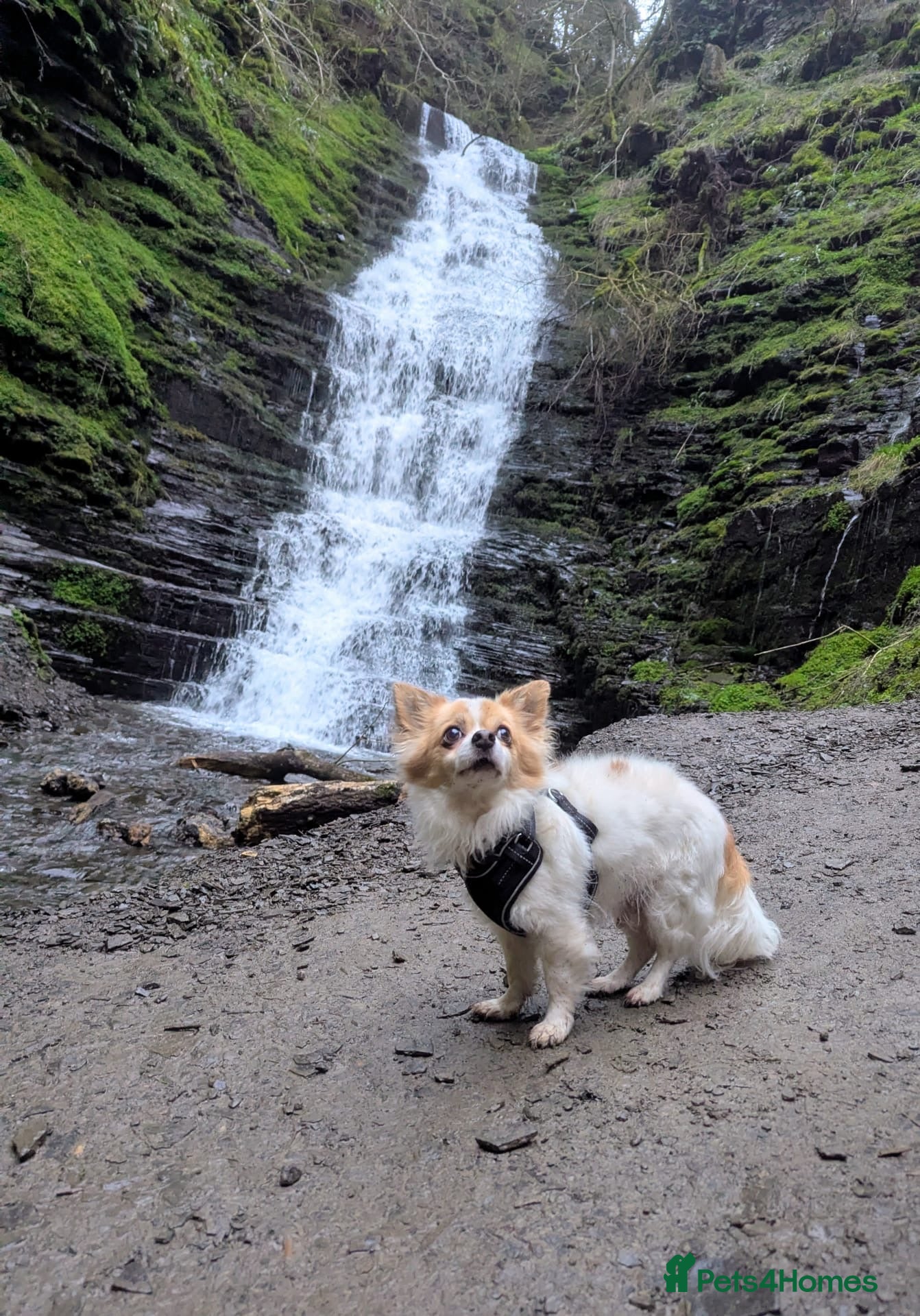 Chihuahua dogs for sale: Old boy REHOME required in Ilminster - Advert 2
