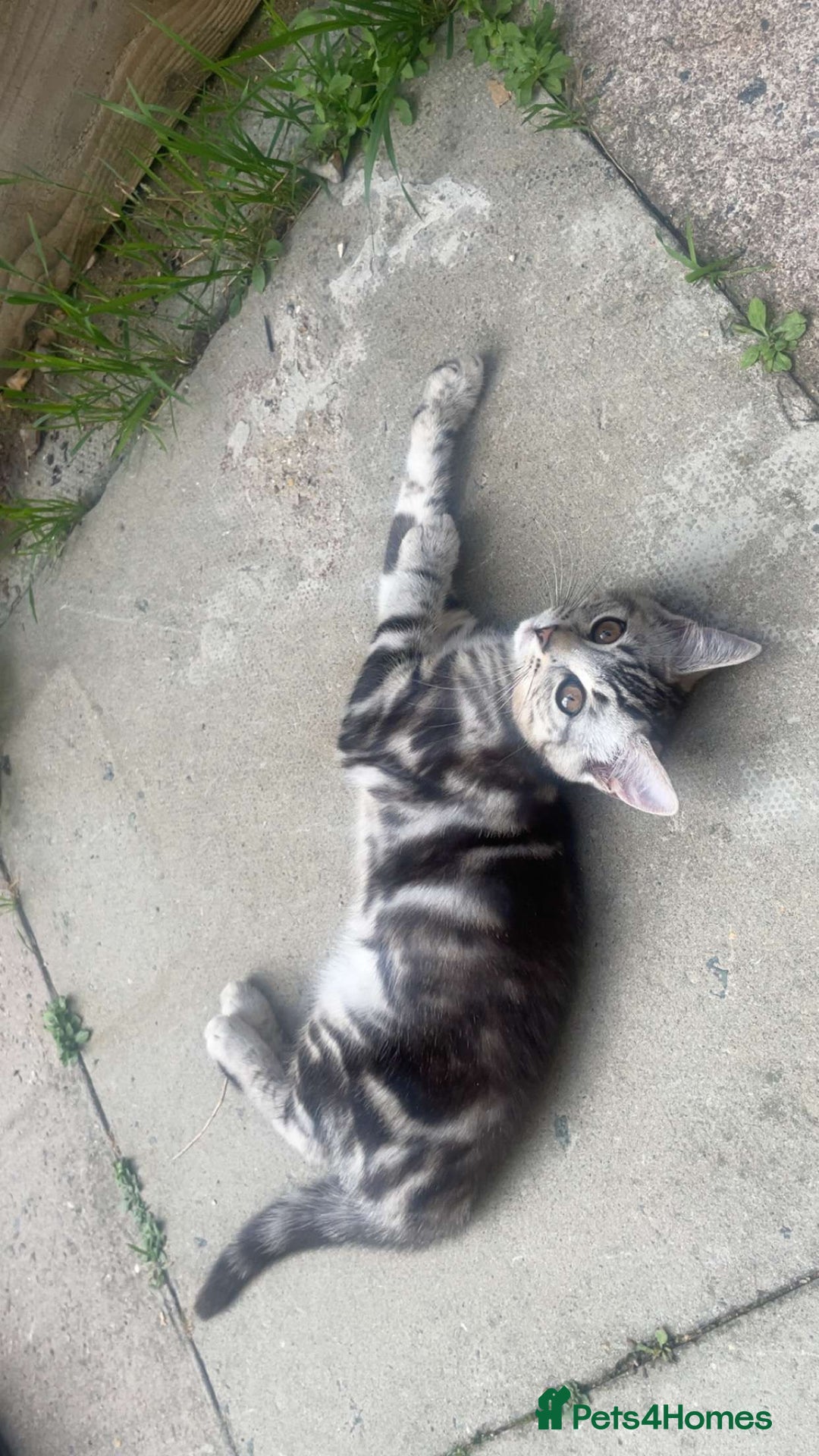 Bengal cats for sale: Bengal Tabby kittens - Image 21