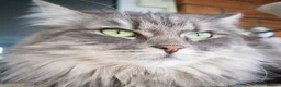 Siberian cats for sale: Stunning older Siberian cats for sale - Advert 13