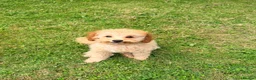 Toy Poodle dogs for sale: 1 boy available healthtested beautiful toy poodle  - Advert 7