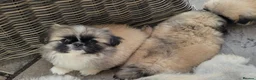 Pekingese dogs for sale: KC Registered Pekingese Puppies top quality  - Advert 5