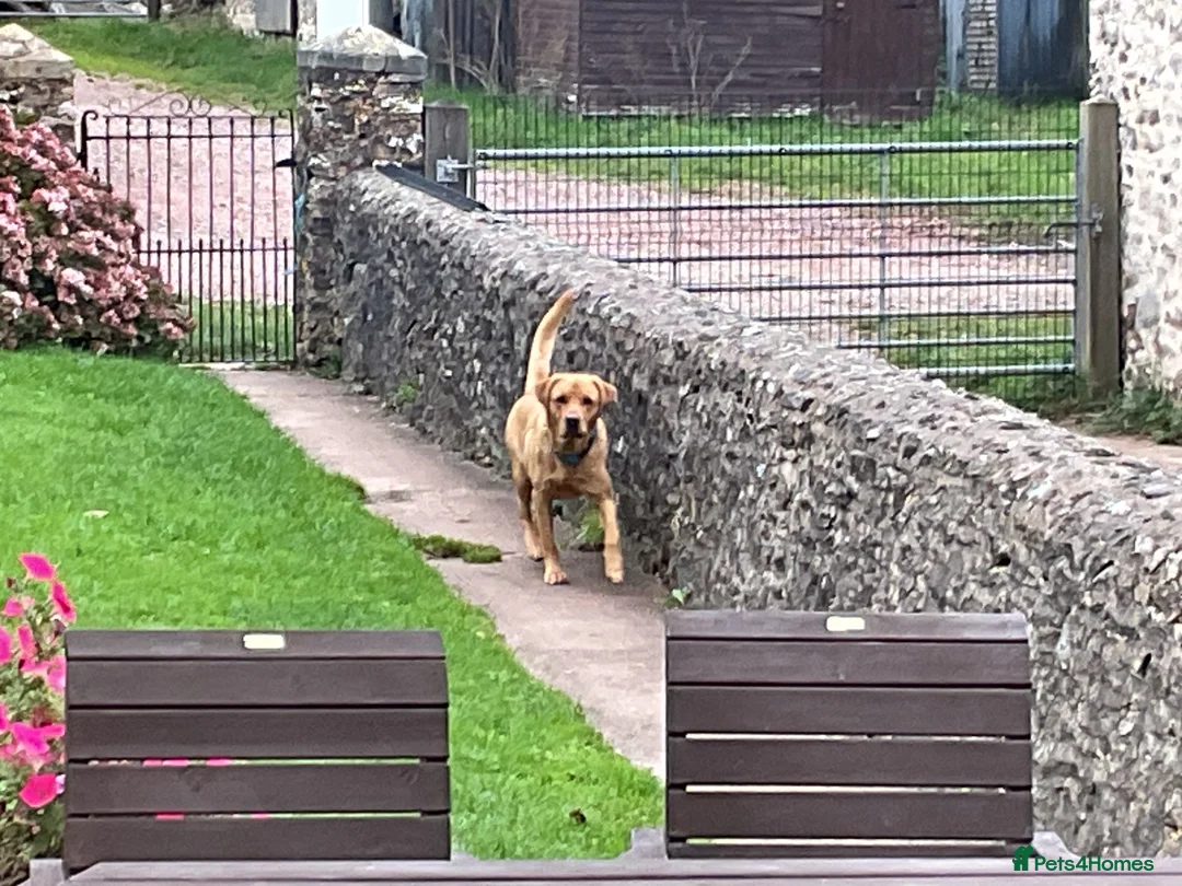 Labrador Retriever dogs for stud: Available for stud - Advert 2