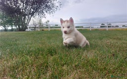 Siberian Husky dogs for sale: Blue Eyes Siberian huskies puppies  - Image 4