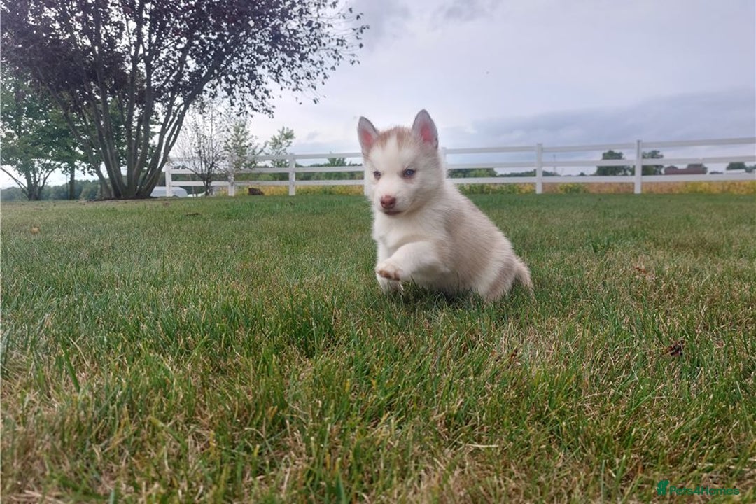 Siberian Husky dogs for sale: Blue Eyes Siberian huskies puppies  - Image 4