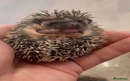 Pygmy Hedgehog rodents for sale: African Pygmy Hedgehog Babies Ready 2 Reserve   - Advert 3