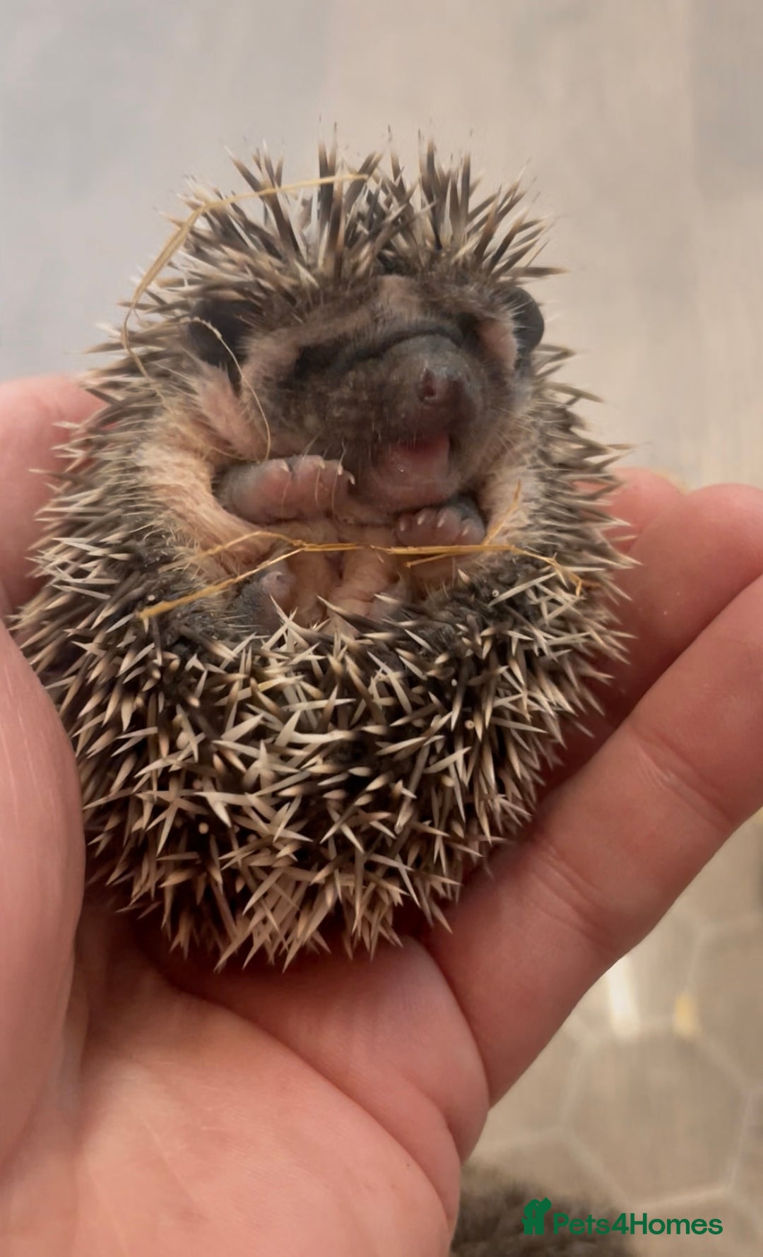 Pygmy Hedgehog rodents for sale: African Pygmy Hedgehog Babies Ready 2 Reserve   - Advert 3